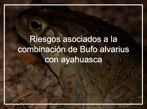 Riesgos asociados a la combinación de Bufo alvarius y ayahuasca